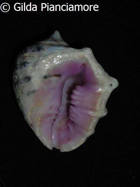 no photo for this shell